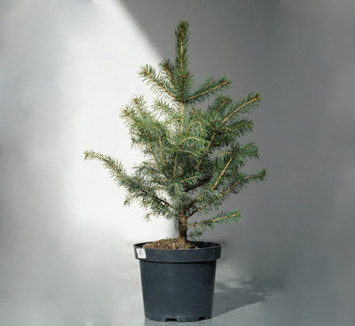 Picea pungens Super Blue Seedling