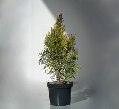 Thuya Nana Thuja orientalis Aurea Nana 15/20 C3 / ტუია