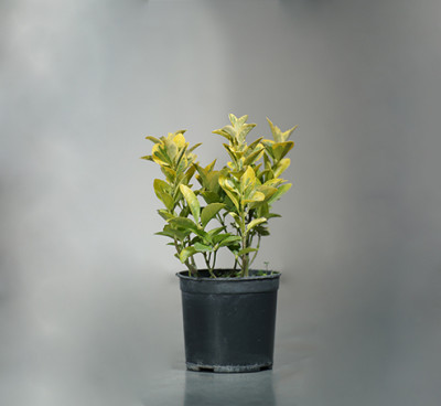 Euonymus japonica 'Aurea' - C1,7