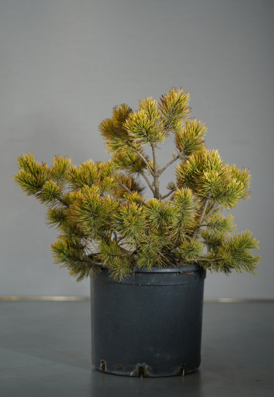 ჯუჯა ფიჭვი Pinus Mugo "winter gold'