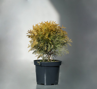ტუია ოქროს გლობუსი - Thuja occidentalis Golden Globe 15/20 C3