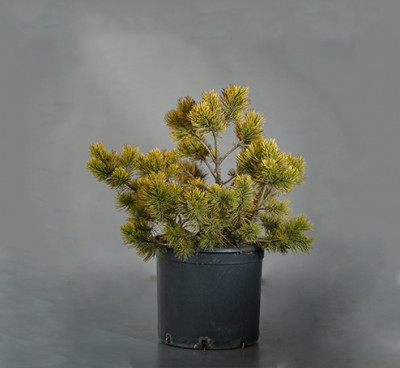 ჯუჯა ფიჭვი Pinus Mugo "winter gold'